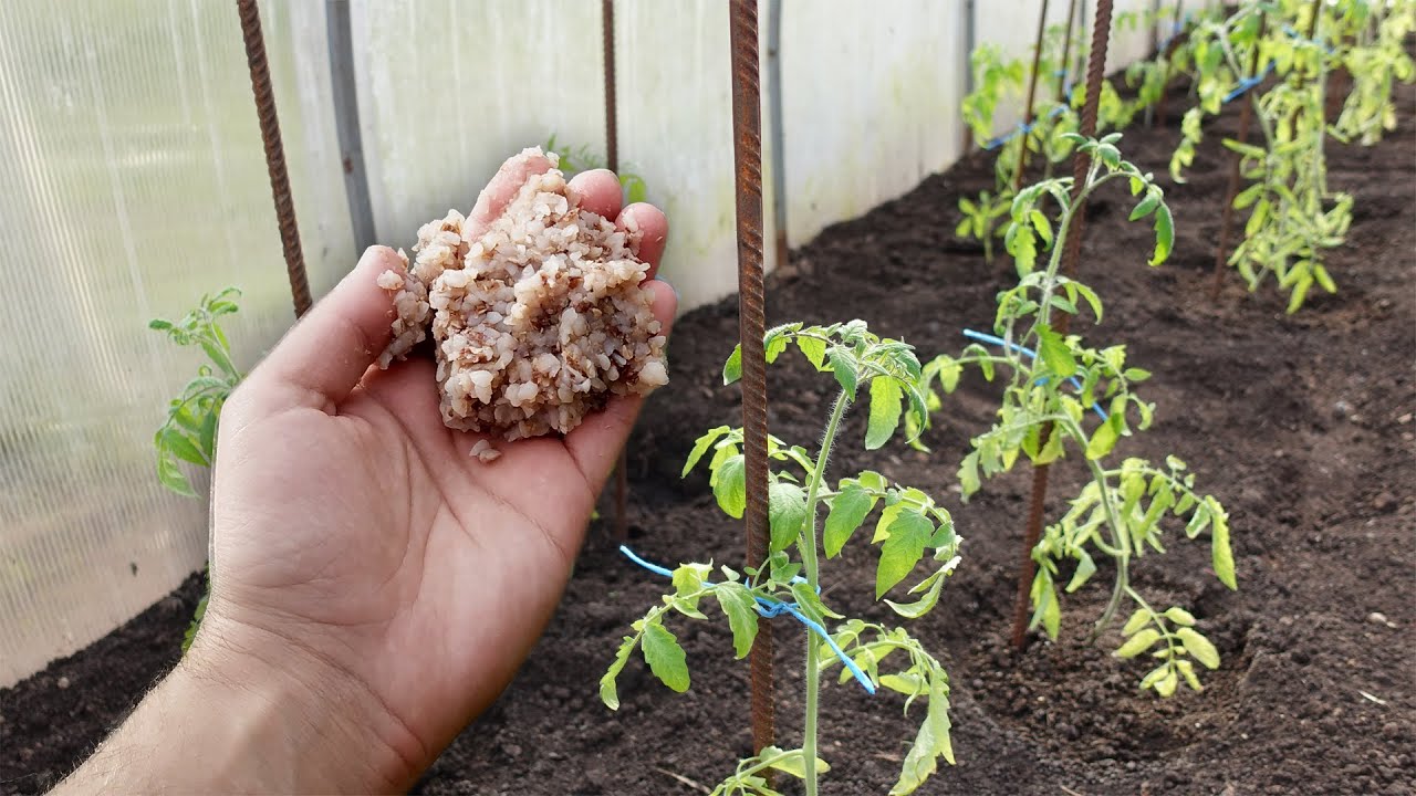 когда садить томаты в 2024