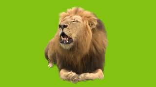 Lion Green Screen Real Footage mp4