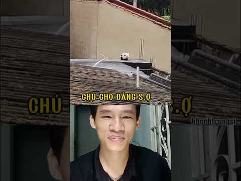 Video: 23 Loài vật không hiểu không gian cá nhân