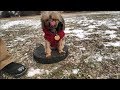Train dog to come when called RECALL with 5 lb Yorkie Train dog to come when called RECALL with 5 lb Yorkie