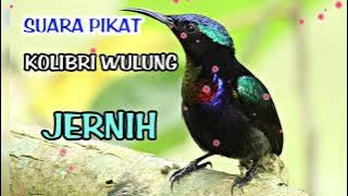 SUARA PIKAT KOLIBRI WULUNG GACOR || SUARA JERNIH ANTI ZONK