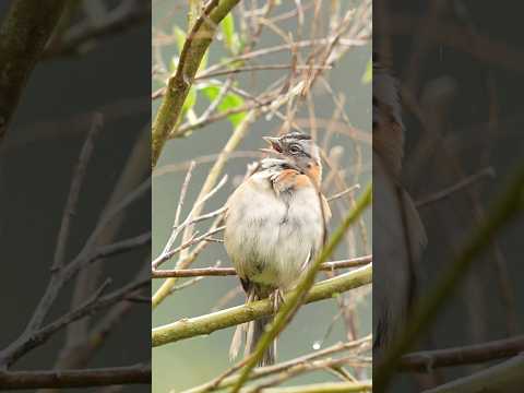 A singing rufous-collared
