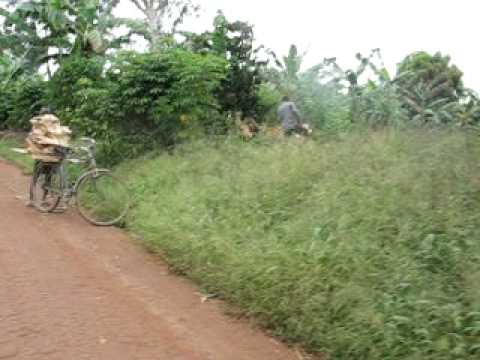 Bicycle loaded with big chunks of firewood  ........ video 9507