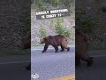 Look @ those claws 👀 #survival #bear #wild #mammal #nature #Grizzly #Kodiak #shtf