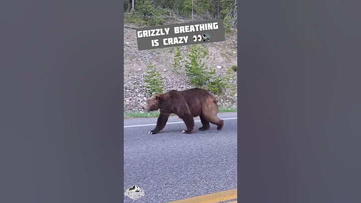 Look @ those claws 👀 #survival #bear #wild #mammal #nature #Grizzly #Kodiak #shtf