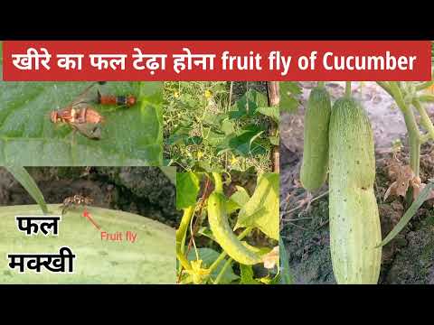 वीडियो: ककड़ी में छेद होने का कारण - खीरा के फल में छेद को कैसे रोकें