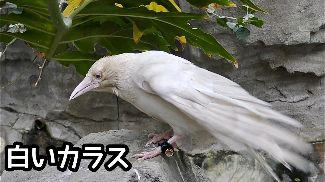 ハシボソガラス 白い個体です【神戸どうぶつ王国】Carrion crow Kobe