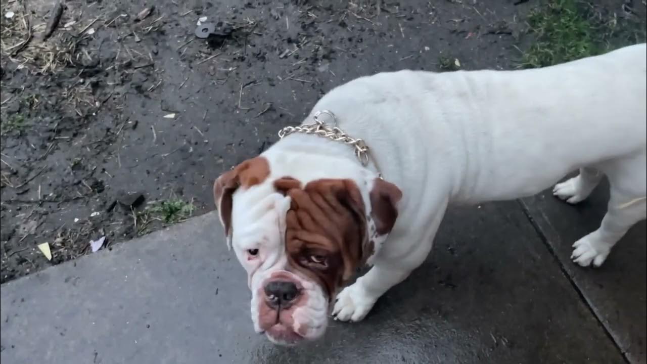 How big does the Olde English Bulldogge really get?…EVERYTHING YOU