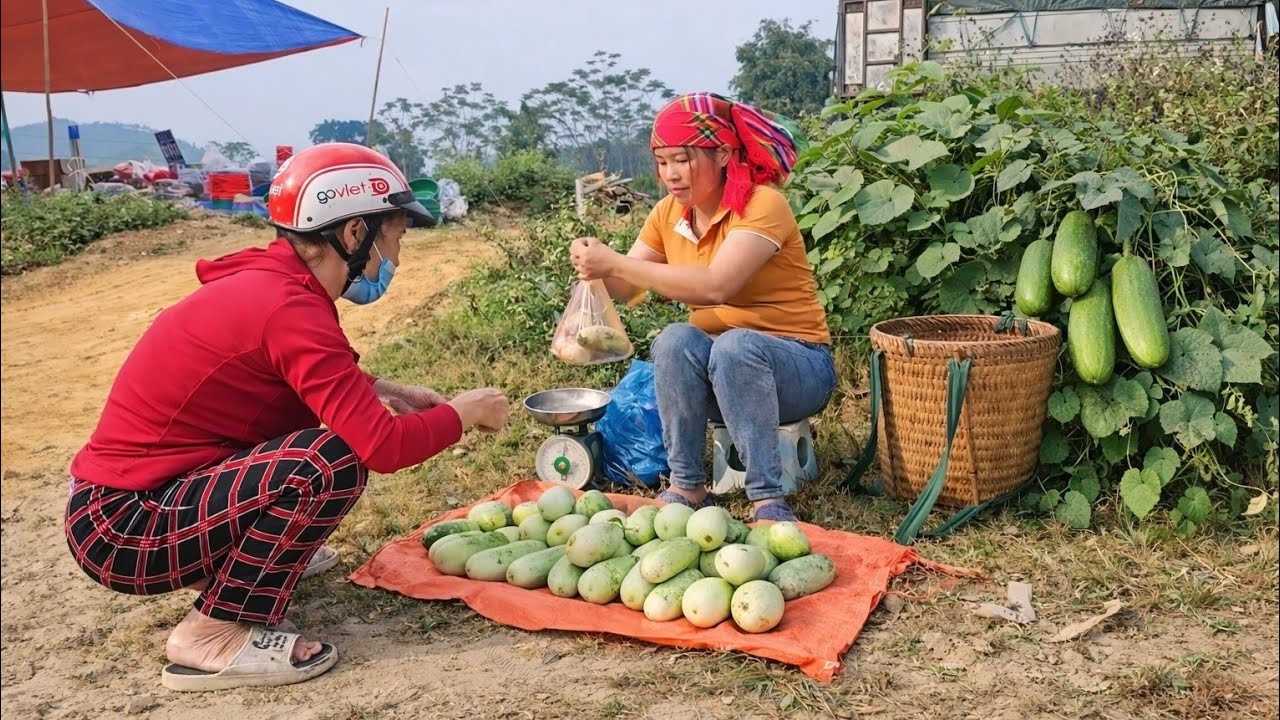 After finishing building the house, Ly Phuc Ca harvested melons and sold them at the spring market.