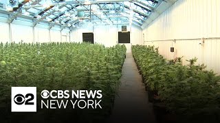 Gov. Hochul promises to overhaul New York State Office of Cannabis Management