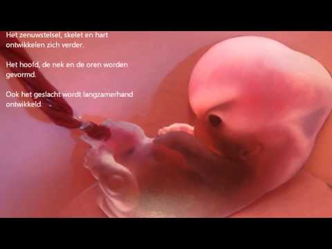 Biologie Embryonale ontwikkeling ~ dag 1 tot week 40