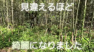 見違えるほど綺麗になりました【続続・竹林整備】