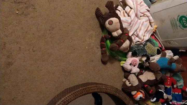 waffle needs help to get his intestines fixed