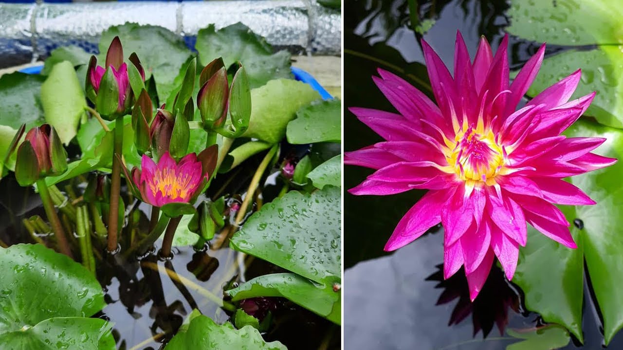 Planting water lilies in pots at home