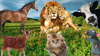 Cute Little Animals Sounds- Cat, Horse, Lion,Cow,Rat - Animal Moments by Animal Moments  1,987 views 2 months ago 6 minutes, 23 seconds