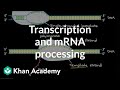 Transcription: Converting DNA Information to Messenger RNA