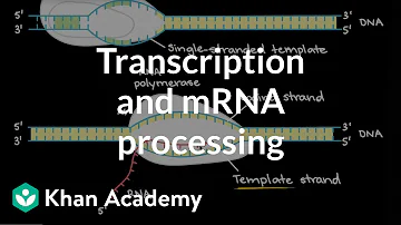 How does RNA polymerase know where to start transcribing a gene?