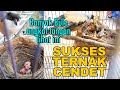 HEBAT..REKOR BARU TERPECAHKAN..!! SUKSES TERNAK BURUNG CENDET PREDATOR HANYA DI KANDANG LOVEBIRD