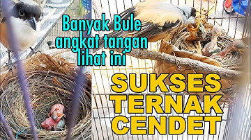 HEBAT..REKOR BARU TERPECAHKAN..!! SUKSES TERNAK BURUNG CENDET PREDATOR HANYA DI KANDANG LOVEBIRD