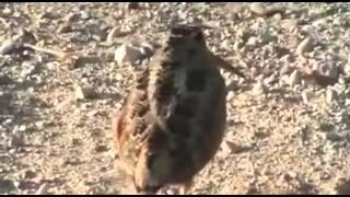 American Woodcock Dances to Get Down On It