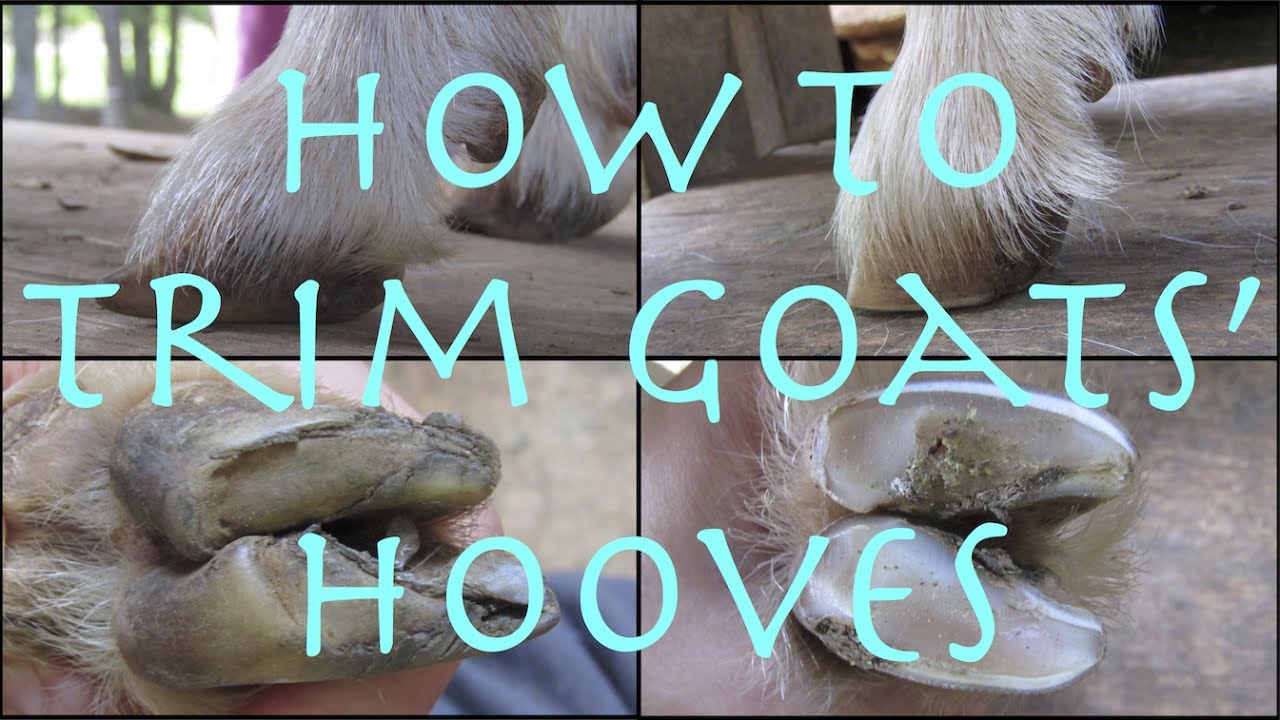 How To Trim Goats' Hooves Green T Goats YouTube