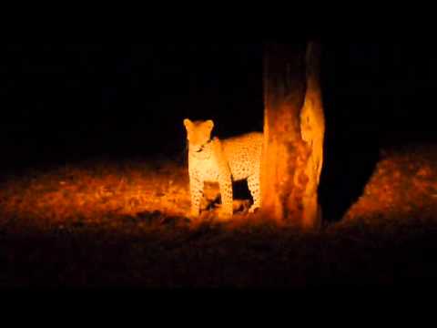 Leopard jumps up a tree