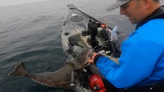 Kayak HALIBUT Fishing Neah Bay.  New Species Big Skate and Yelloweye Rockfish by Peeling Line 1,268 views 10 months ago 15 minutes