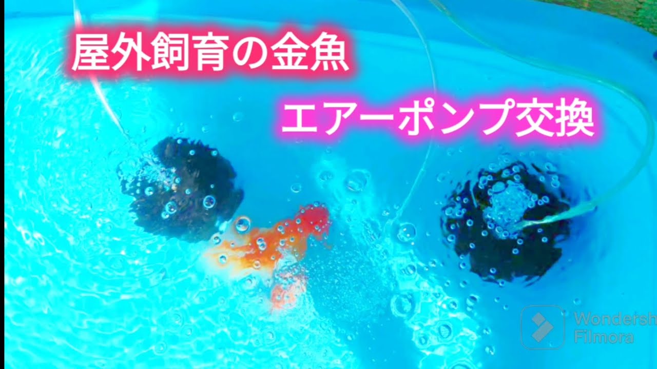 屋外飼育の金魚のエアーポンプ交換 - YouTube