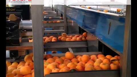 FUTURA - peaches grading line