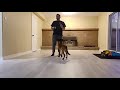 How to train your Malinois to Focus Heel pt 2. In Motion