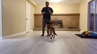 How to train your Malinois to Focus Heel pt 2. In Motion