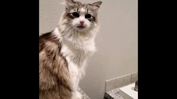 Watch the video about Is that a loud mrrp? #cat #cats