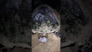 proses penyu bertelur