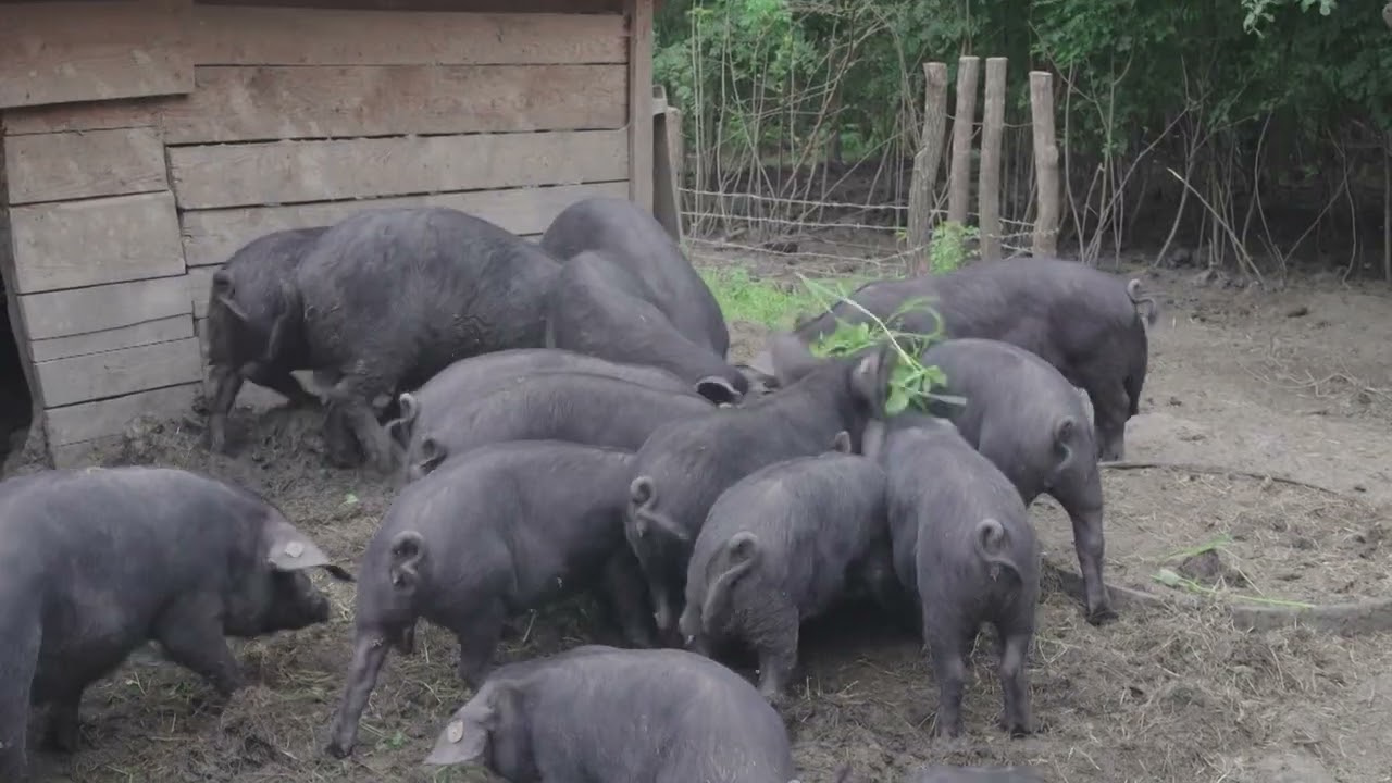Afrička kuga svinja u opštini Topola - proglašeno zaraženo područje