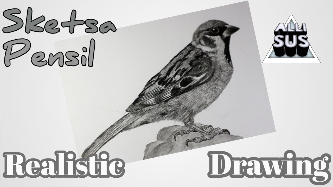 550 Koleksi Sketsa Gambar Burung Dengan Pensil Gratis Terbaru