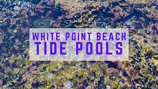 White Point Beach Tide Pools | San Pedro, California Los Angeles Things To Do