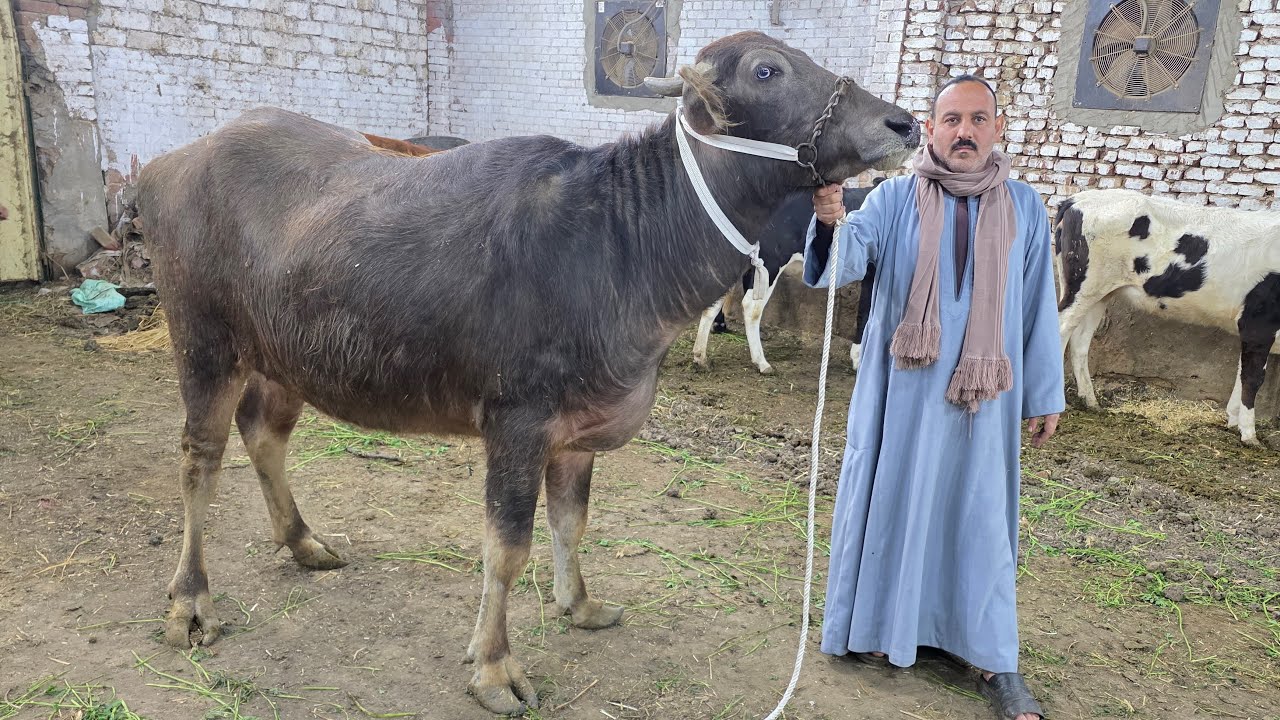 دبابات الجاموس عجميات عشر انتظار ولادة بالحجم العائلي بمزرعة اولاد الحاج فتحي العزب وعجلات أصناف