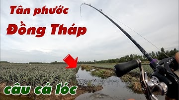 Câu Lure Cá Lóc ✅ Câu Cá Lóc Mùa Mưa Vườn Khóm Tân Phước Đồng Tháp Và Cái Kết | Tâm Râu Vlog #382