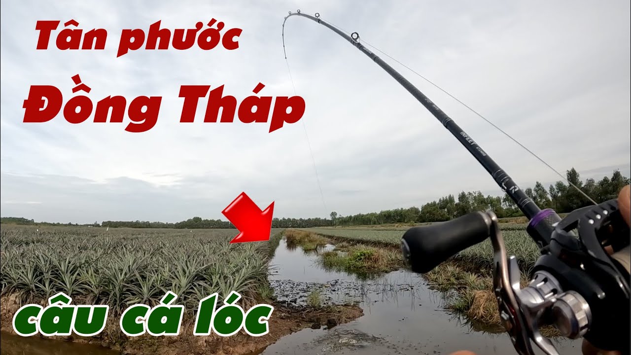 Câu Lure Cá Lóc ✅ Câu Cá Lóc Mùa Mưa Vườn Khóm Tân Phước Đồng Tháp Và Cái Kết | Tâm Râu Vlog #382