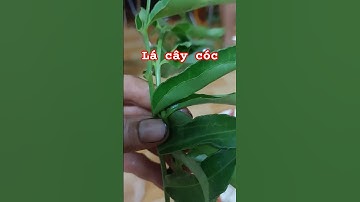 ăn lá cóc hỗ trợ giảm cân .thanh nhiệt. giảm mỡ máu #funny #cute