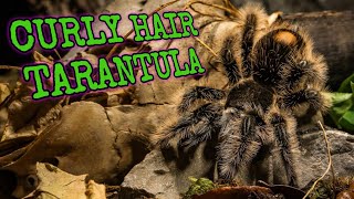 Curly Hair Tarantula: Nature's Masterpiece of Adaptation - Tliltocatl albopilosus