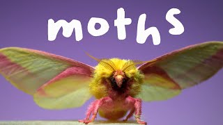 7 Spectacular Moths in Slow Motion!