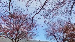 紅楓花季8, red maple blossom 8
