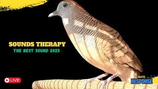 Zebra Dove call Perkutut Lokal Gacor Pancingan Cepat Gacor  | LIVE04 screenshot 5