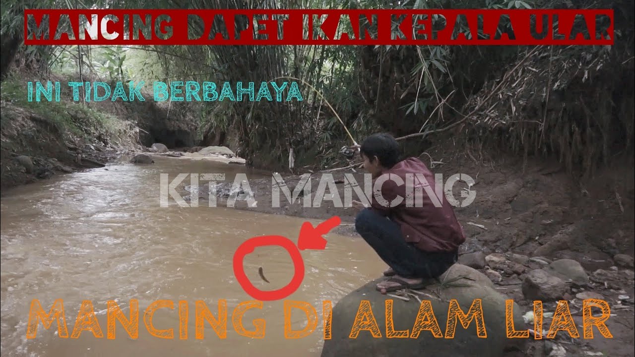 Keseruan MANCING disungai pake UMPAN JANGKRIK dan PELET!!!