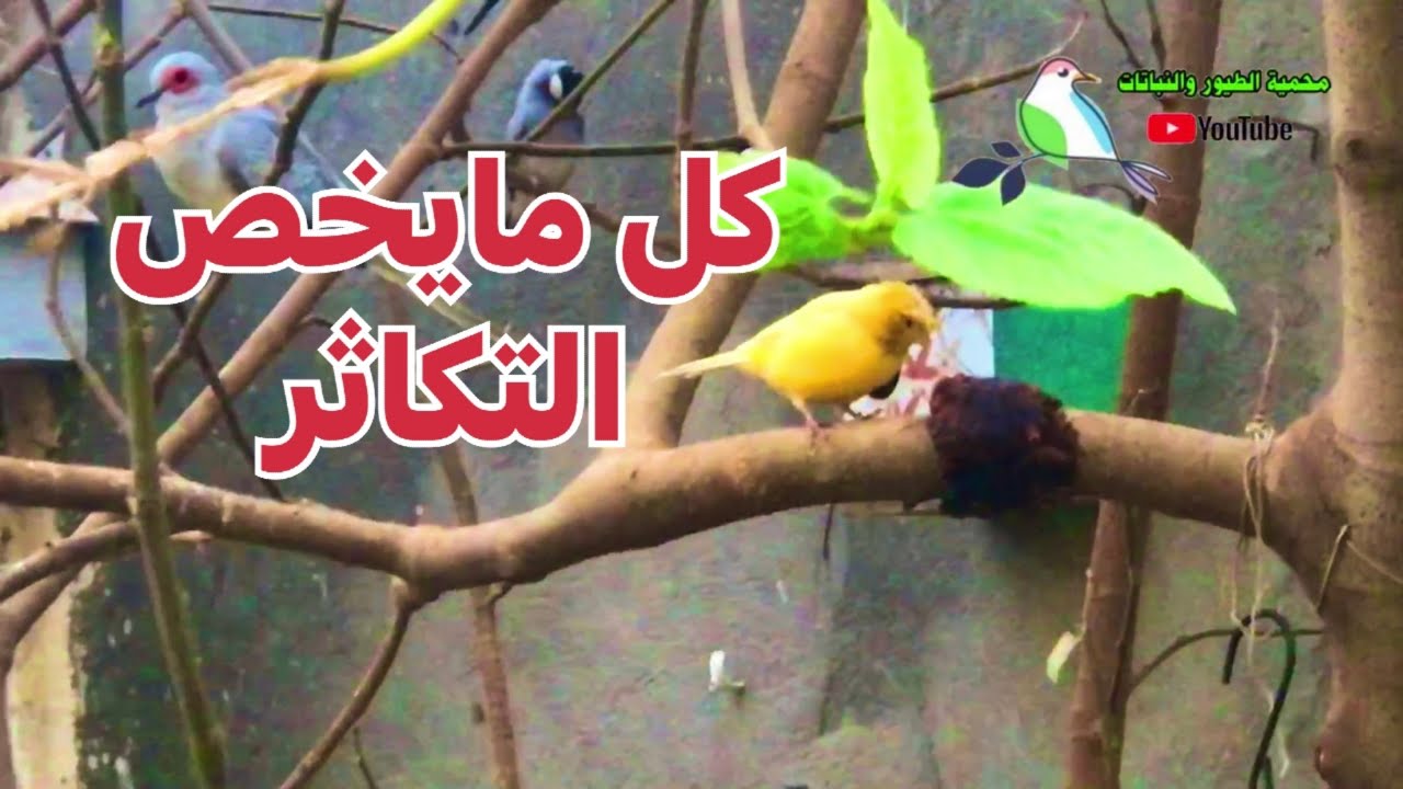 افضل الطرق لانجاح تكاثر وانتاج الطيور داخل المحميات وحل ابرز المشاكل بأتباع الملاحظات (125)