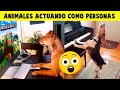 23 Animales Actuando Como Personas Captados En Cámara - Parte 2