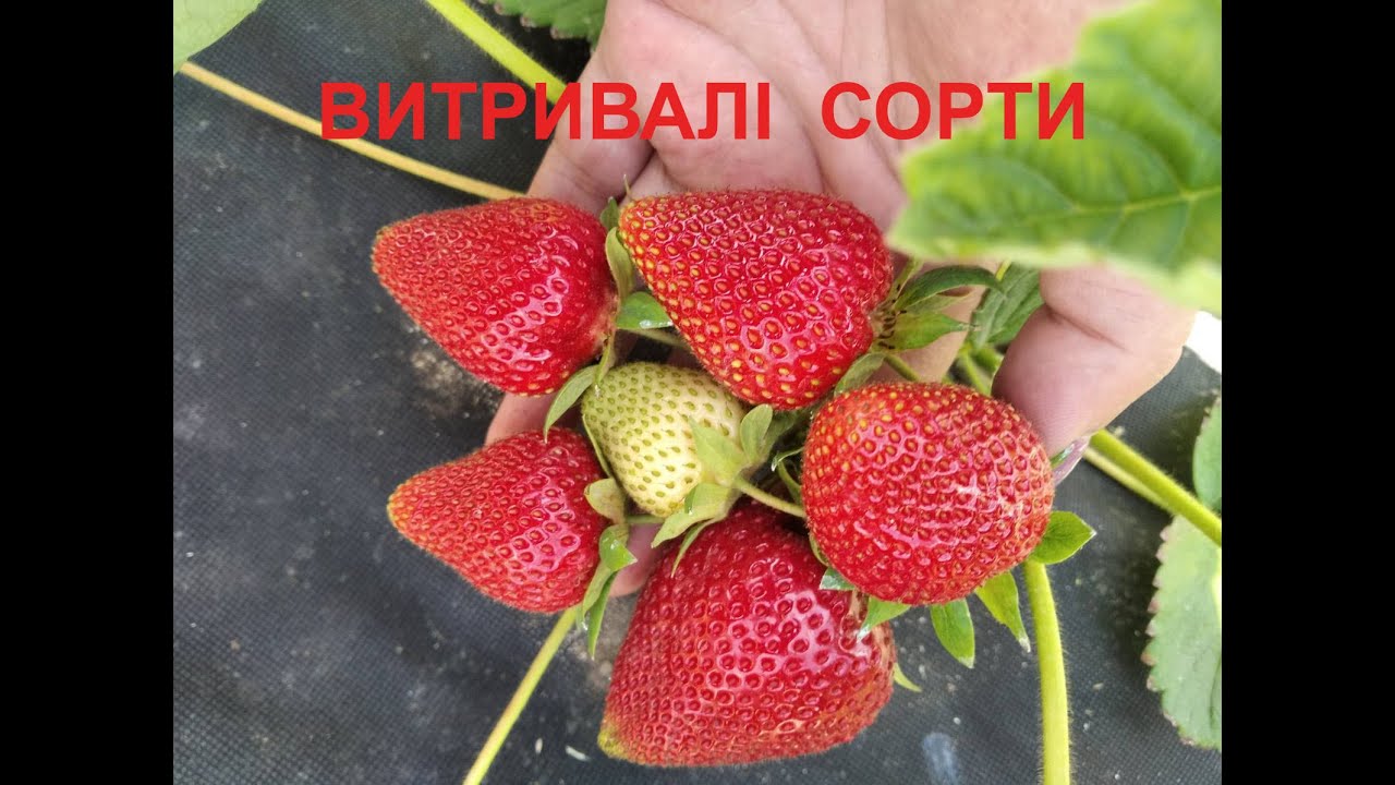 Витривалі сорти 🍓🍓🍓 КСД та НСД #полуниця #вирощування #ягода #коріння #листя #ґрунт #город #шкідники