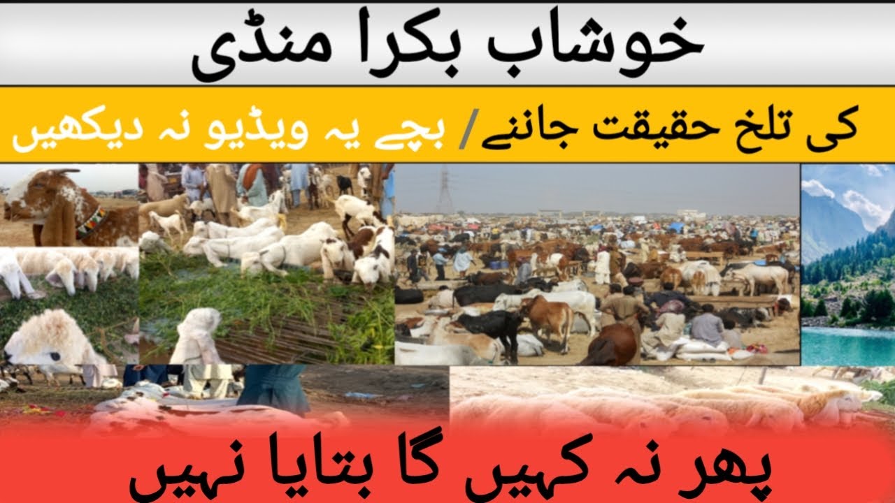 khushab bakra mandi  update latest video