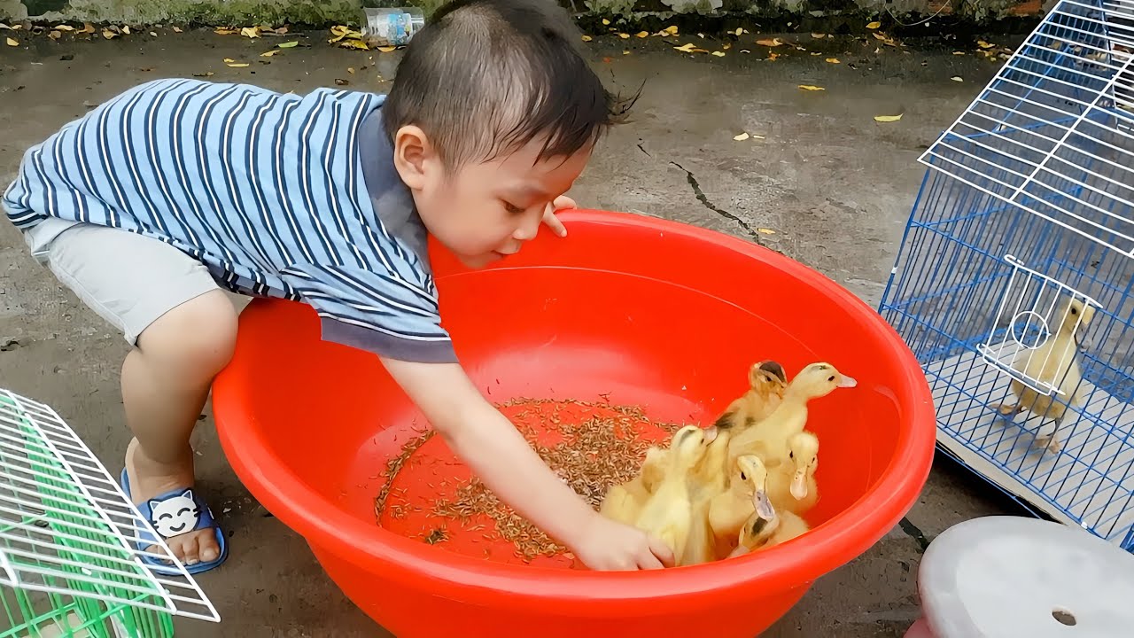 Trò Chơi Nuôi Con Vịt❤️ChiChi TV❤️